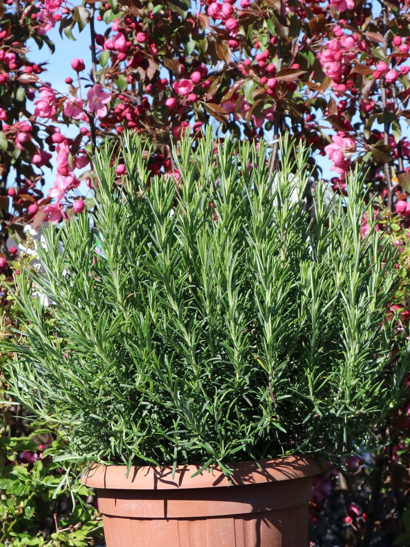 Rosmarin - Salvia rosmarinus / Rosmarinus officinalis