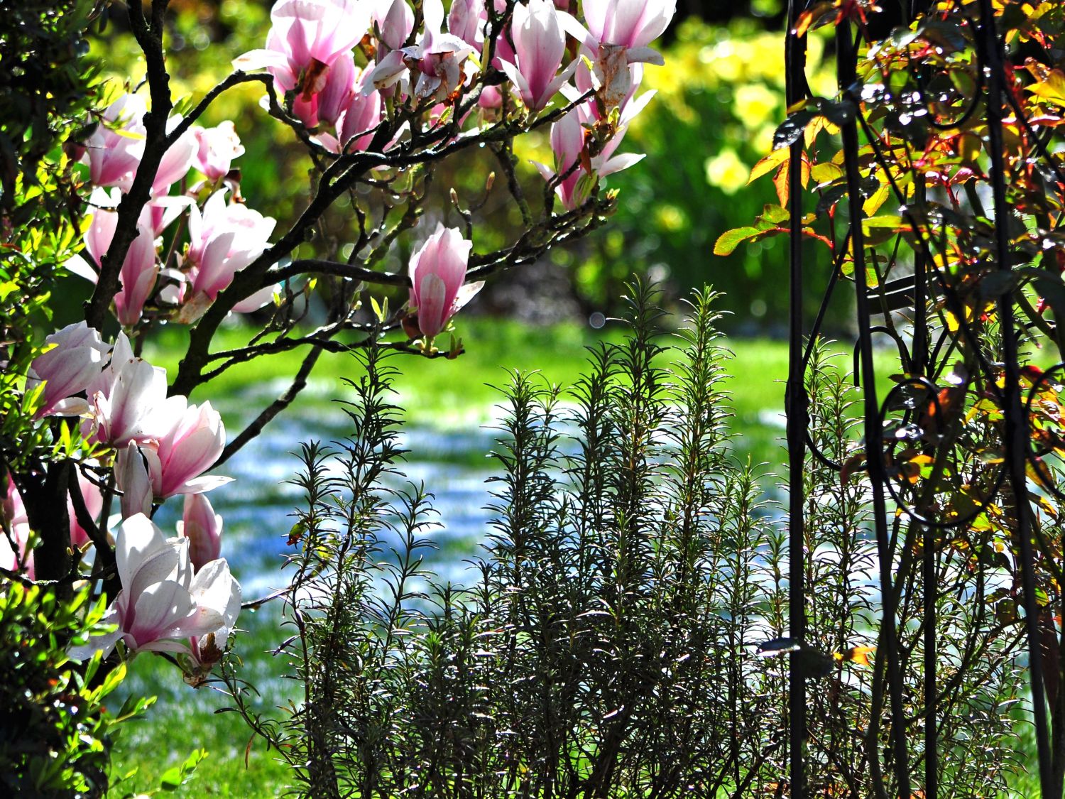 Rosmarin - Salvia rosmarinus / Rosmarinus officinalis