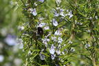 Rosmarin - Salvia rosmarinus / Rosmarinus officinalis