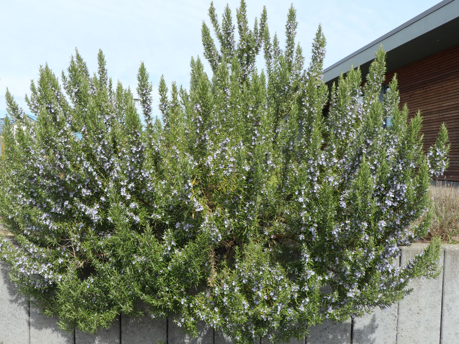 Rosmarin - Salvia rosmarinus / Rosmarinus officinalis