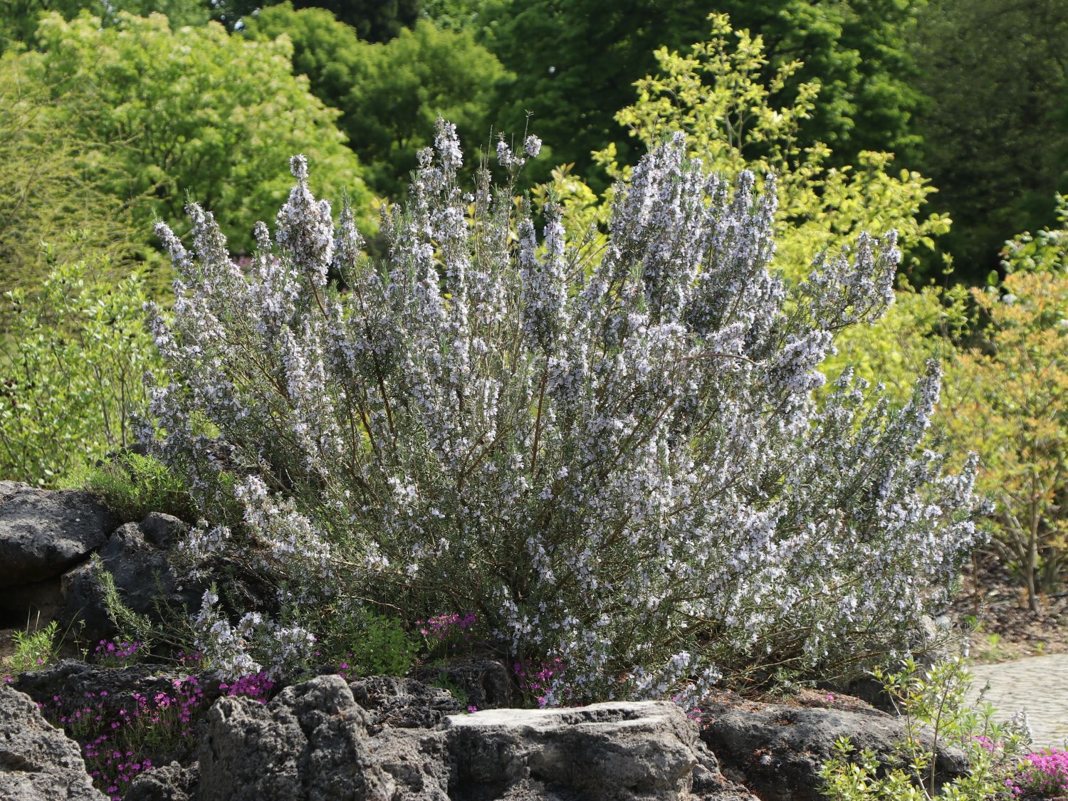 Rosmarin - Salvia rosmarinus / Rosmarinus officinalis