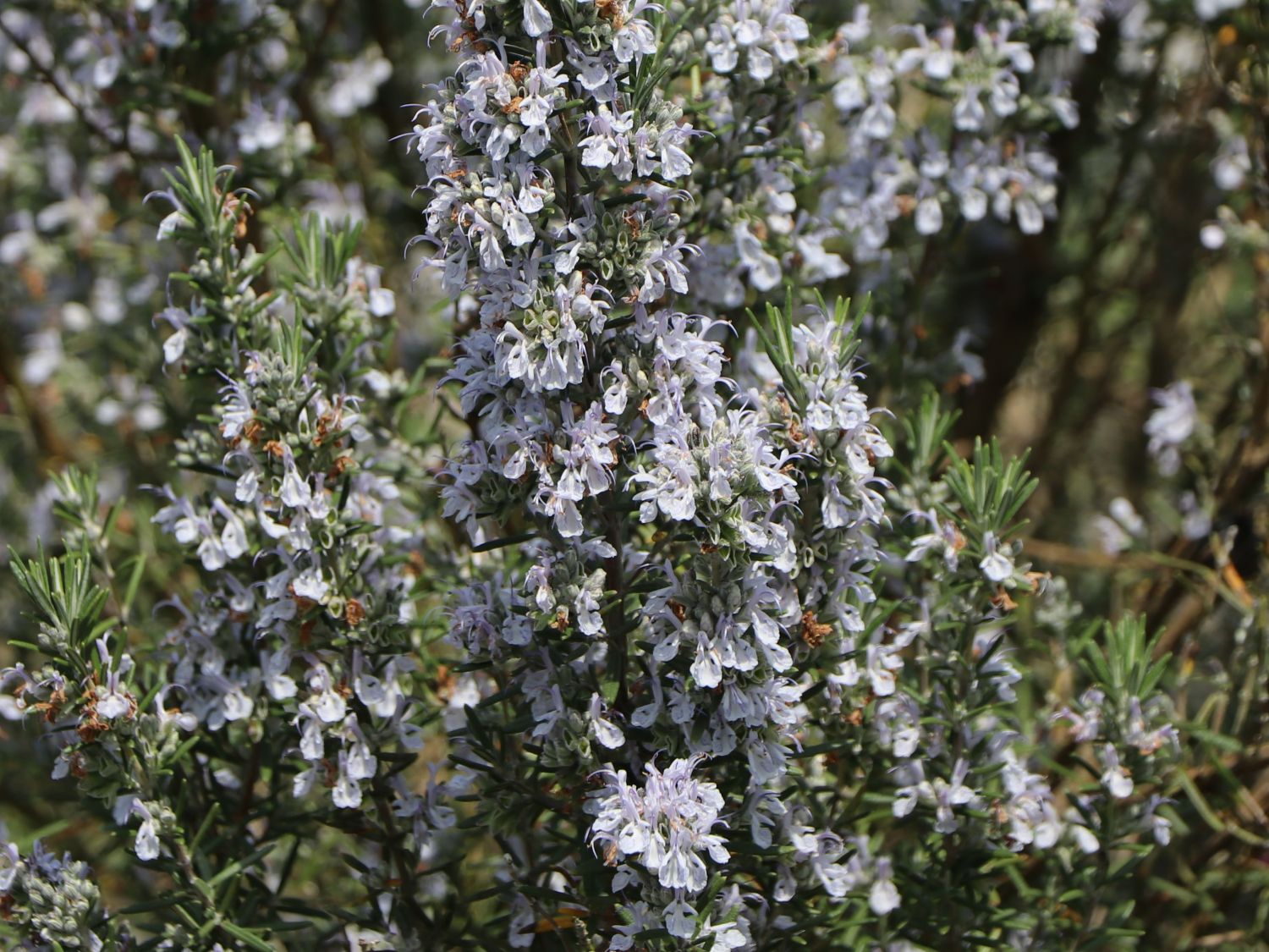 Rosmarin - Salvia rosmarinus / Rosmarinus officinalis