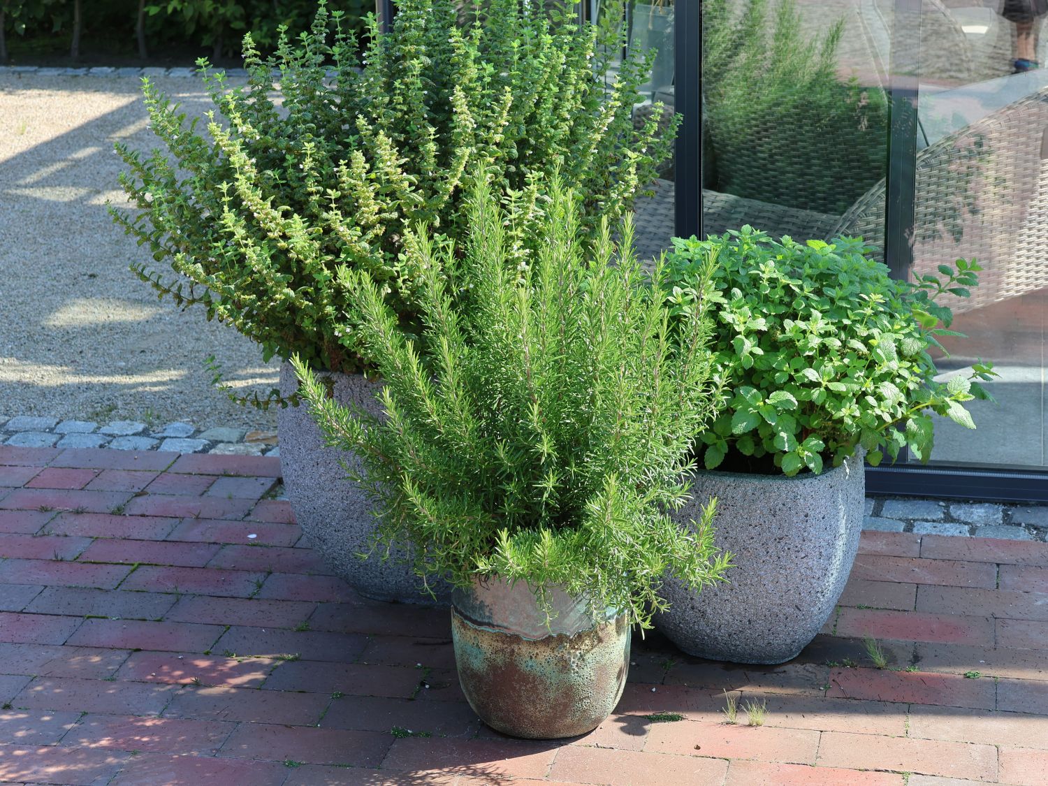 Rosmarin - Salvia rosmarinus / Rosmarinus officinalis