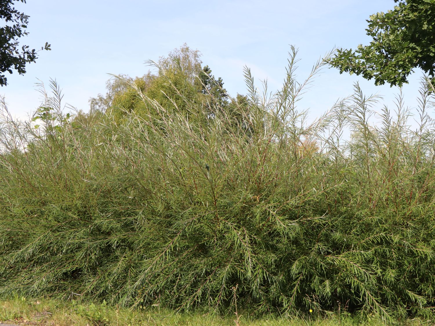 Rosmarinweide - Salix rosmarinifolia