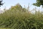 Rosmarinweide - Salix rosmarinifolia
