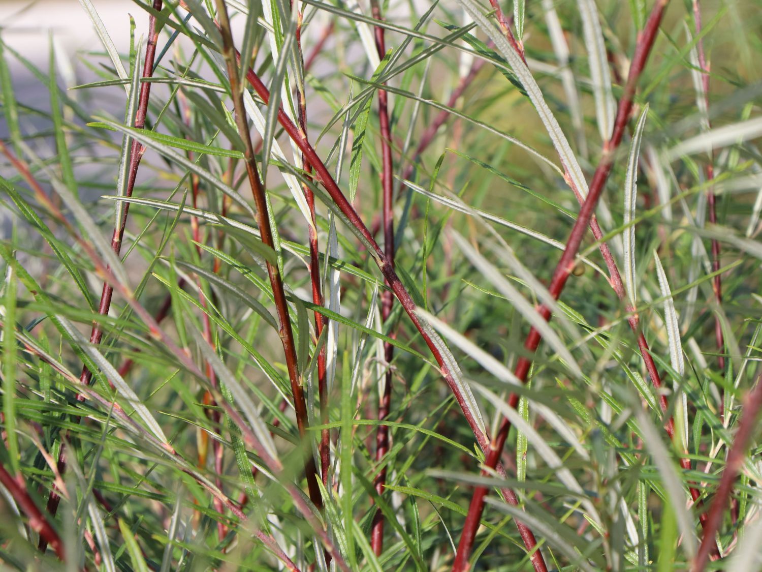 Rosmarinweide - Salix rosmarinifolia