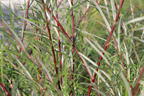 Rosmarinweide - Salix rosmarinifolia