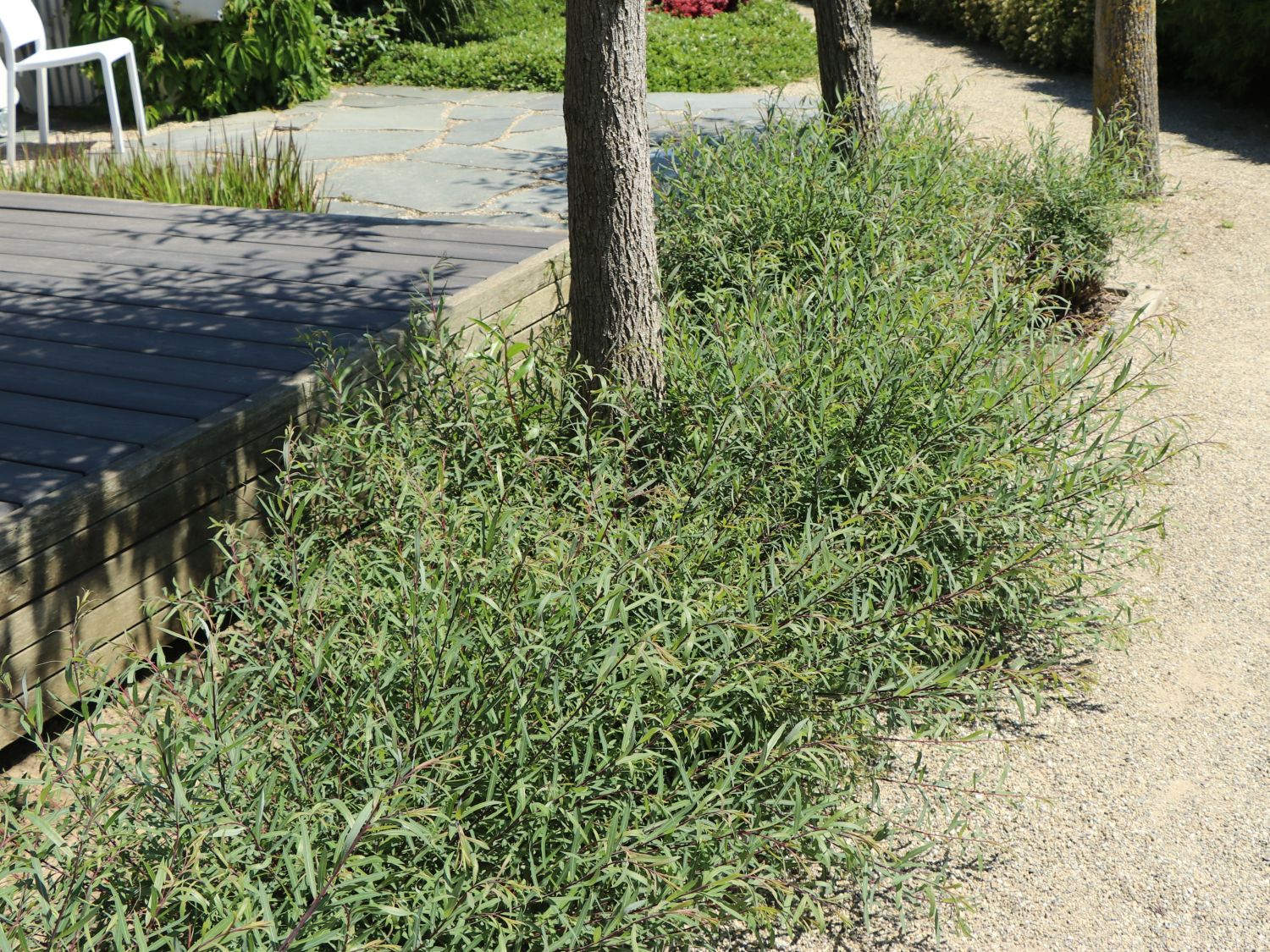 Rosmarinweide - Salix rosmarinifolia