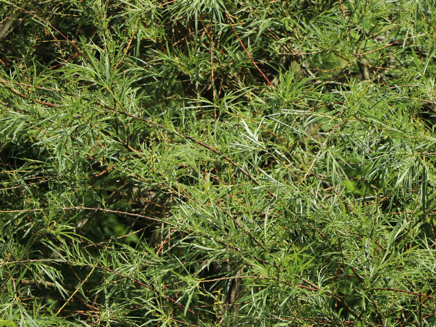 Rosmarinweide - Salix rosmarinifolia