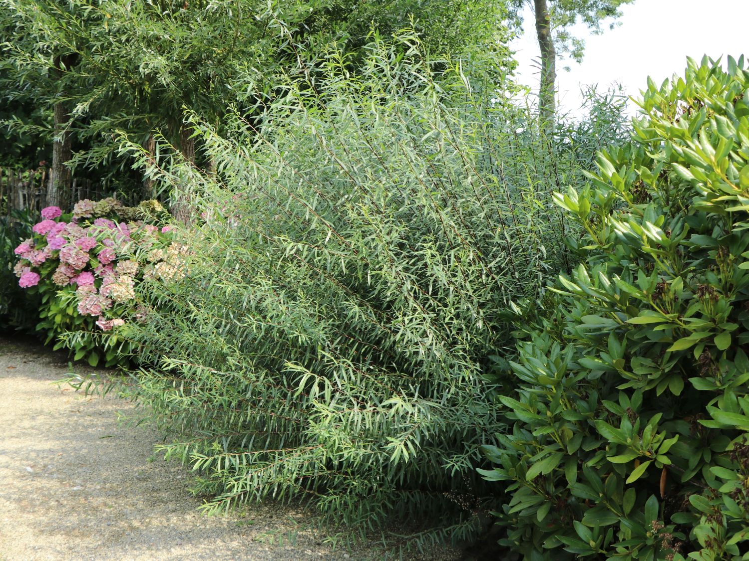Rosmarinweide - Salix rosmarinifolia