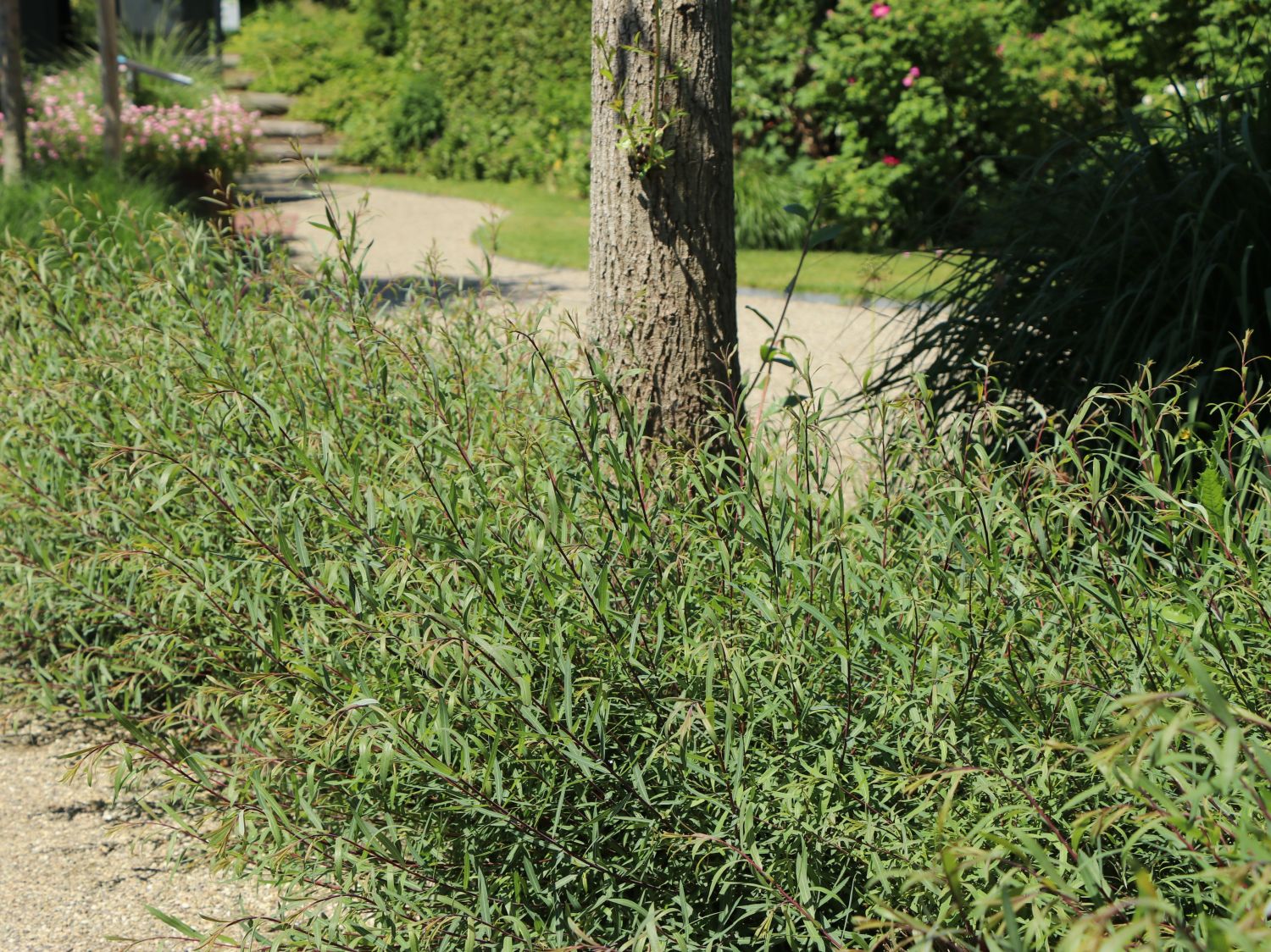 Rosmarinweide - Salix rosmarinifolia