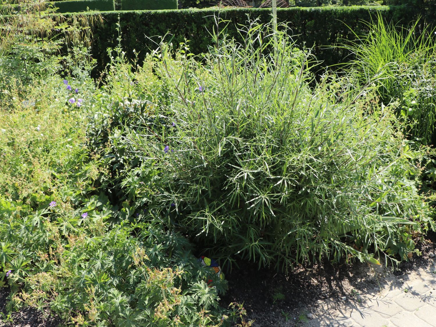 Rosmarinweide - Salix rosmarinifolia