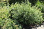Rosmarinweide - Salix rosmarinifolia