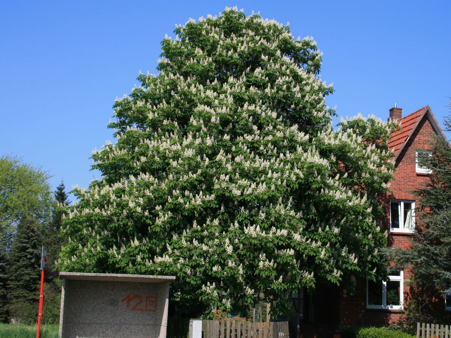 Rosskastanie - Aesculus hippocastanum