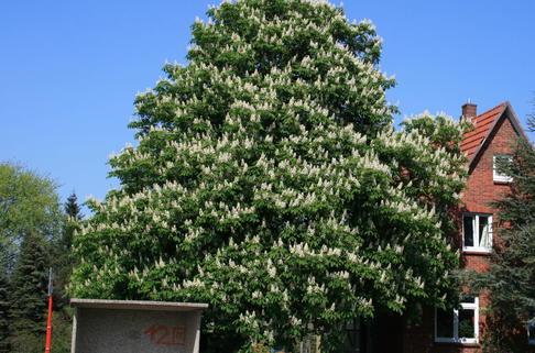 Rosskastanie - Aesculus hippocastanum