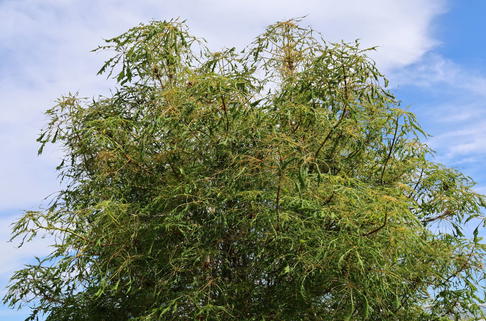 Roßkastanie 'Laciniata' - Aesculus hippocastanum 'Laciniata'