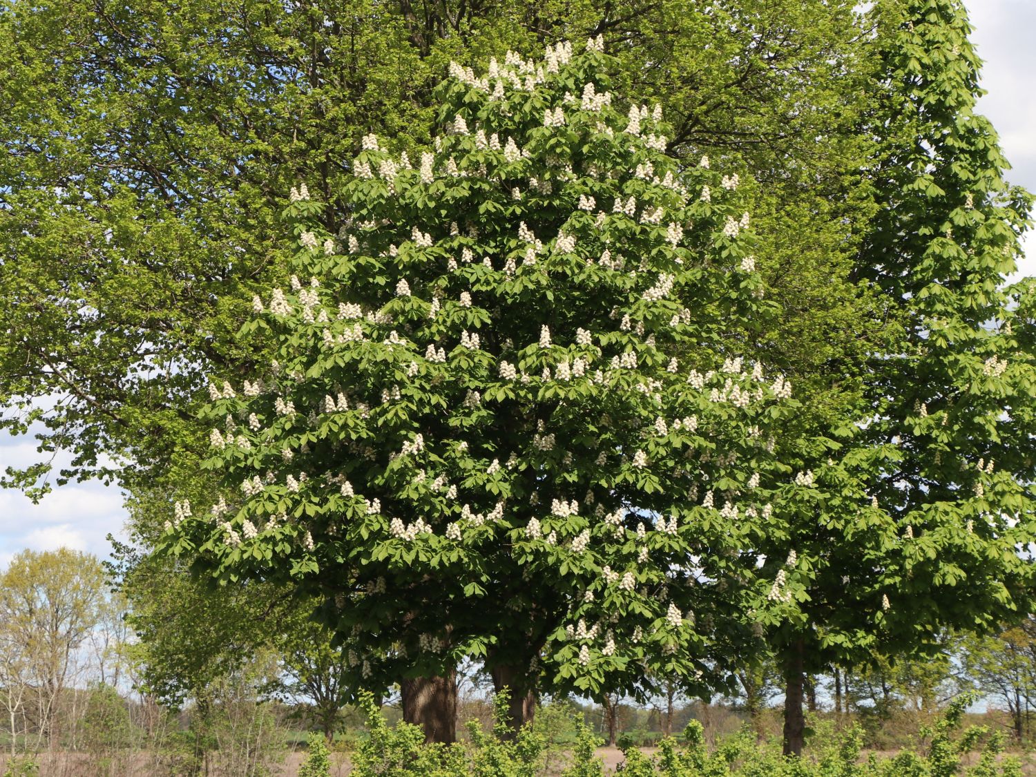 Rosskastanien (Aesculus)