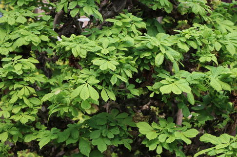 Rosskastanie 'Monstrosa' - Aesculus hippocastanum 'Monstrosa'