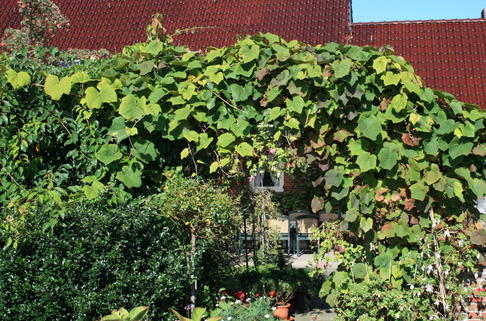 Rostrote Rebe / Scharlachwein - Vitis coignetiae