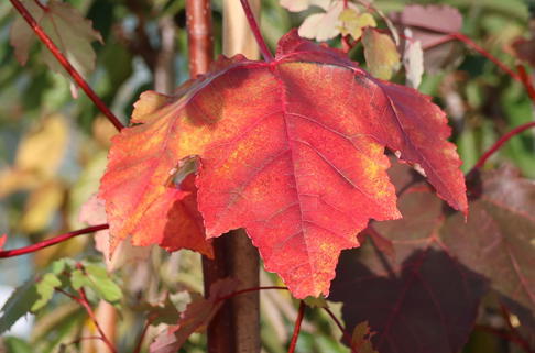 Rot-Ahorn 'October Glory' - Acer rubrum 'October Glory'