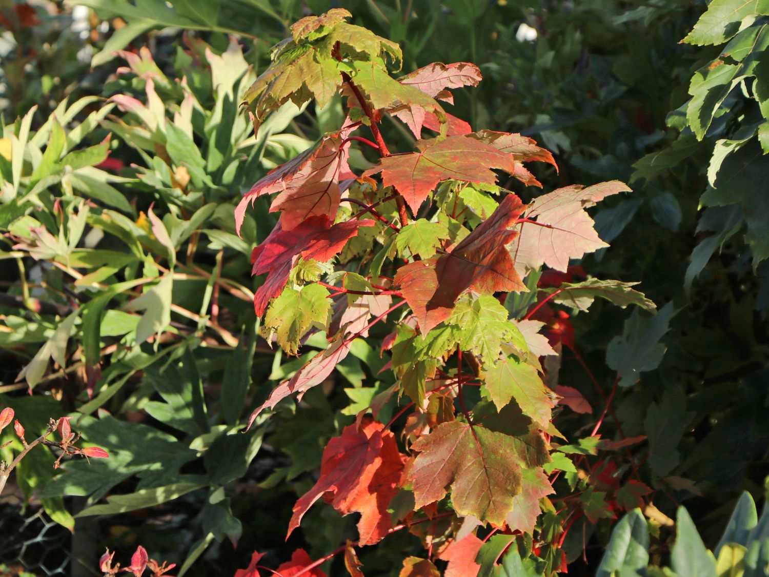 Rotahorn 'Red Rocket'