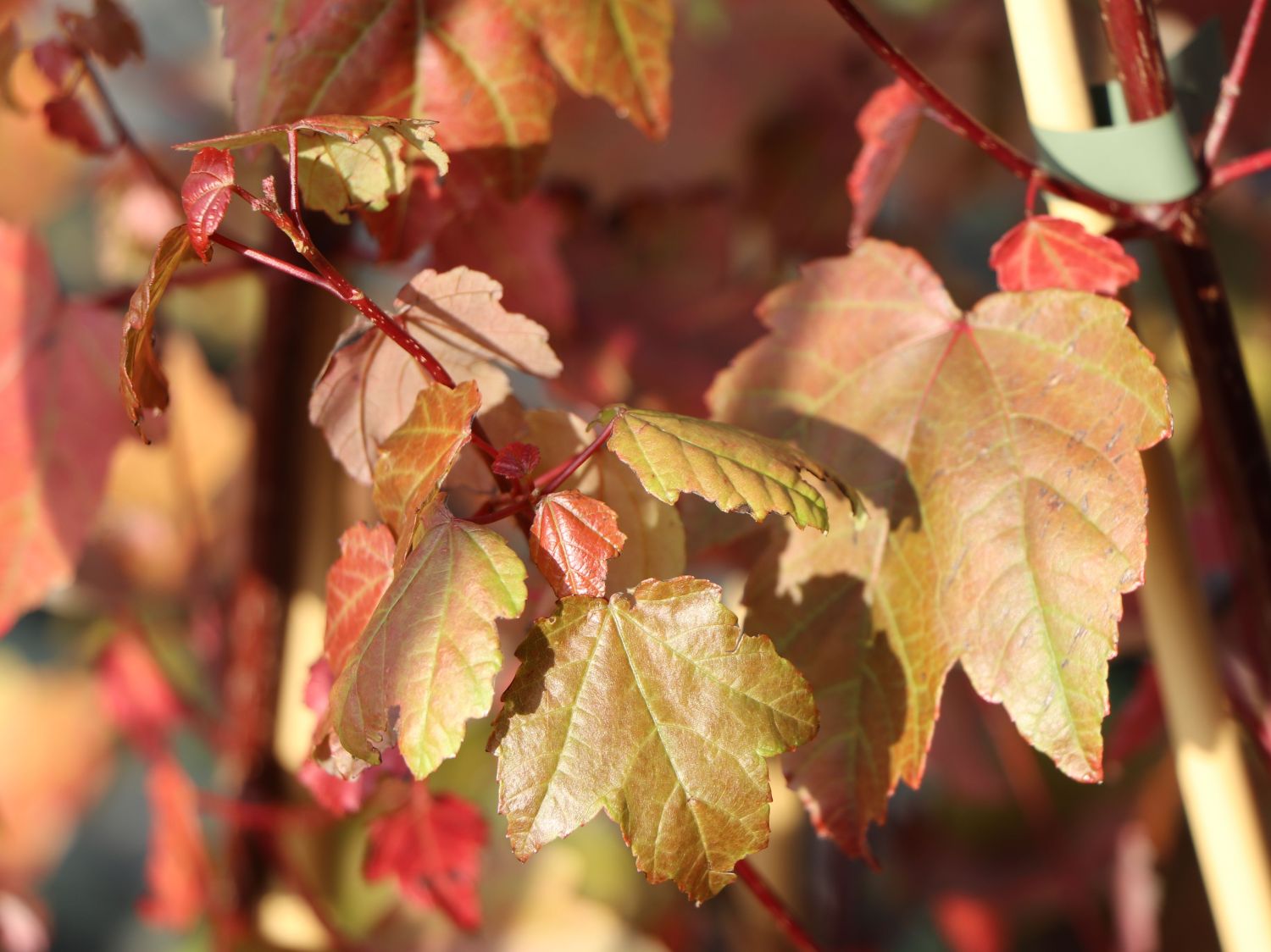 Rotahorn 'Summer Red'