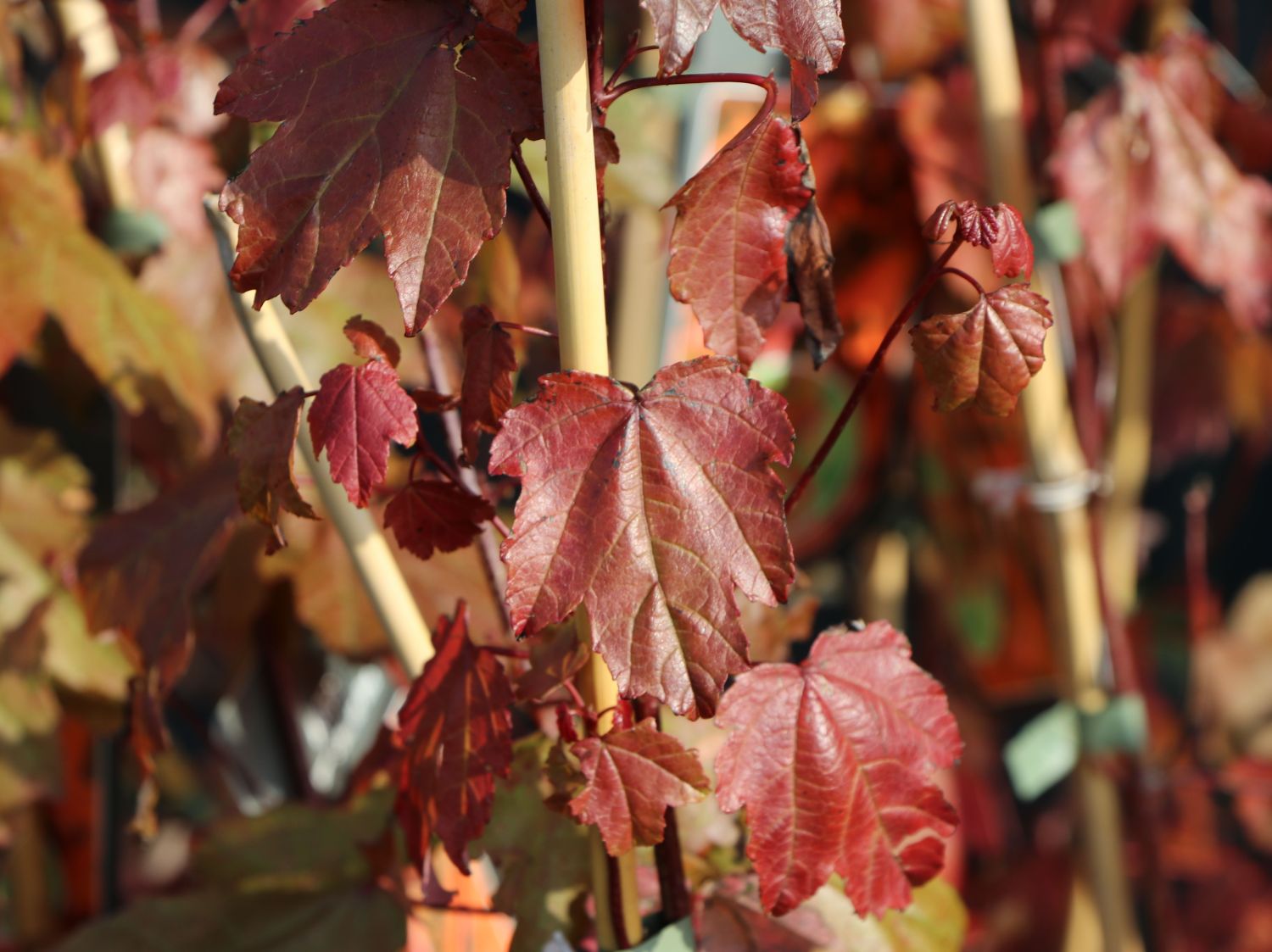 Rot-Ahorn 'Summer Red' - Acer rubrum 'Summer Red'