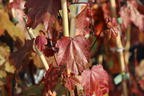 Rotahorn 'Summer Red' - Acer rubrum 'Summer Red'