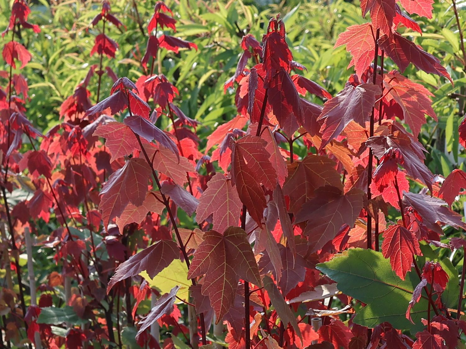 Rot-Ahorn 'Summer Red' - Acer rubrum 'Summer Red'