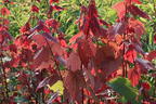 Rotahorn 'Summer Red' - Acer rubrum 'Summer Red'