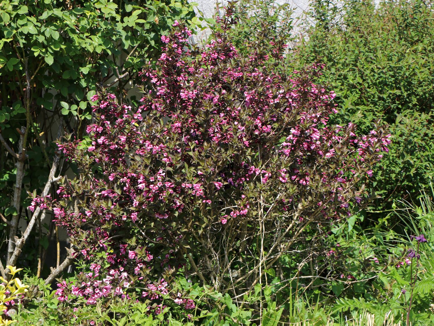 Rotblättrige Weigelie 'Purpurea' Weigela florida 'Purpurea