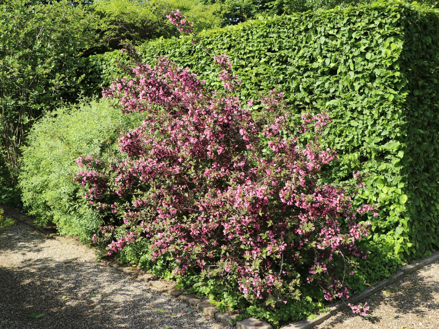 Rotblättrige Weigelie 'Purpurea' Weigela florida 'Purpurea