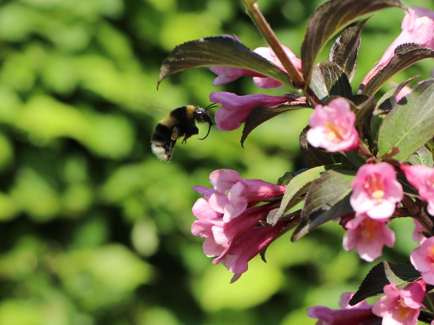 Rotblättrige Weigelie 'Purpurea' Weigela florida 'Purpurea