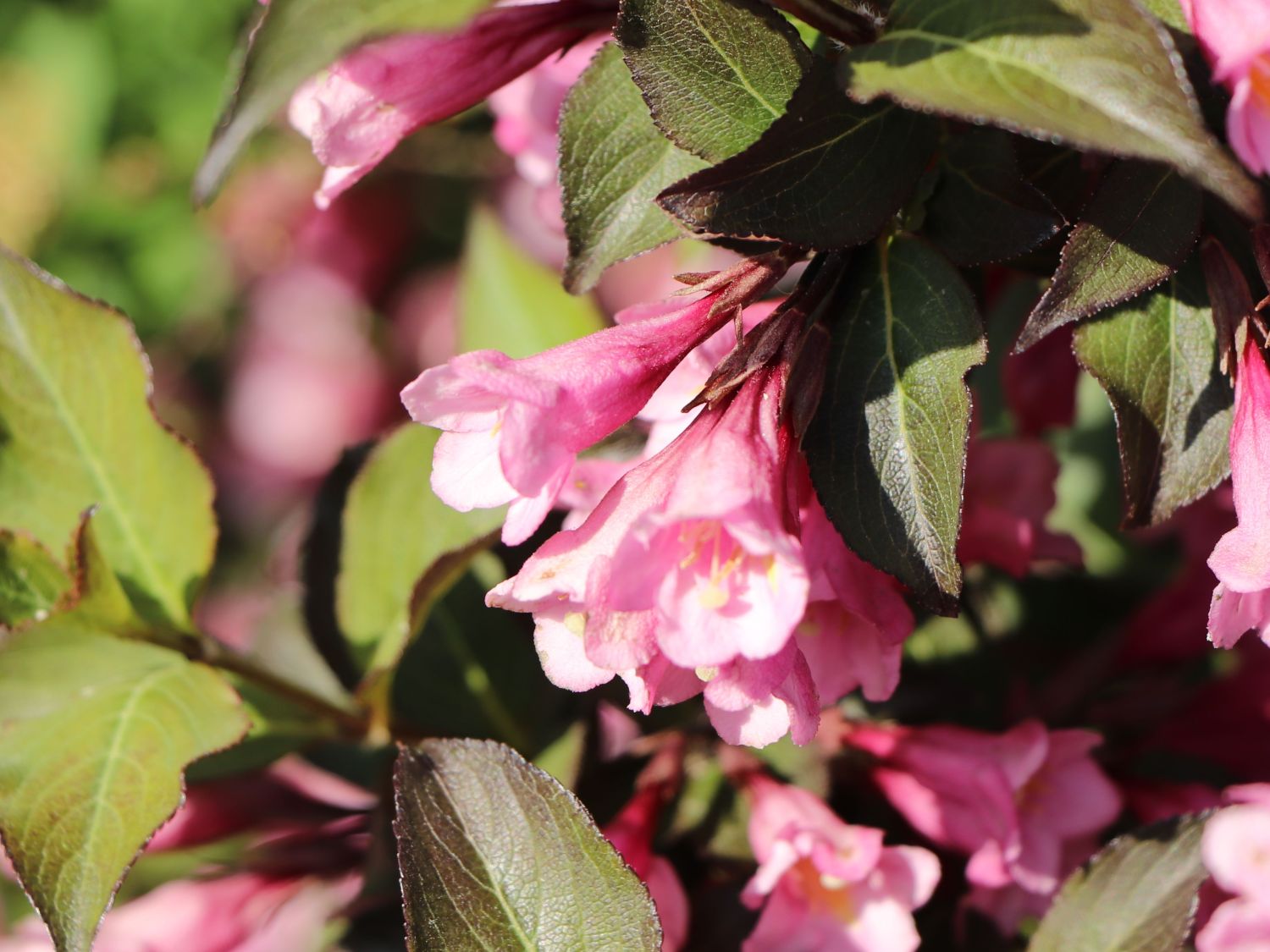 Rotblättrige Weigelie 'Purpurea' Weigela florida 'Purpurea