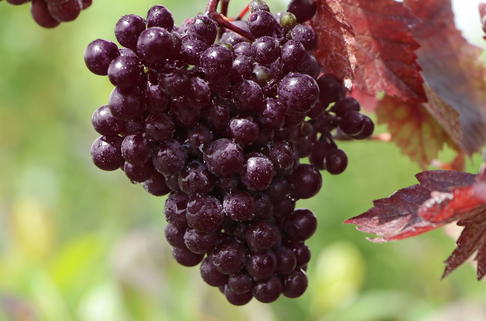 Rotblättrige Weinrebe - Vitis vinifera 'Purpurea'