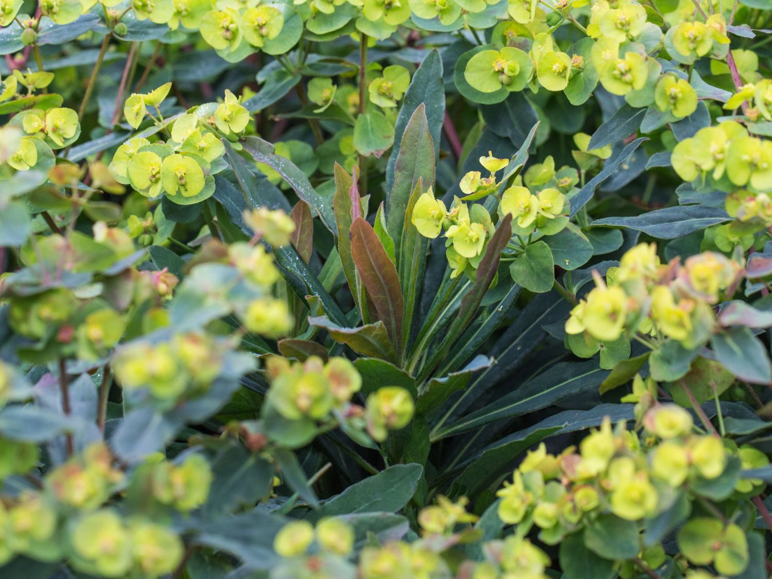 Wolfsmilch (Euphorbia)