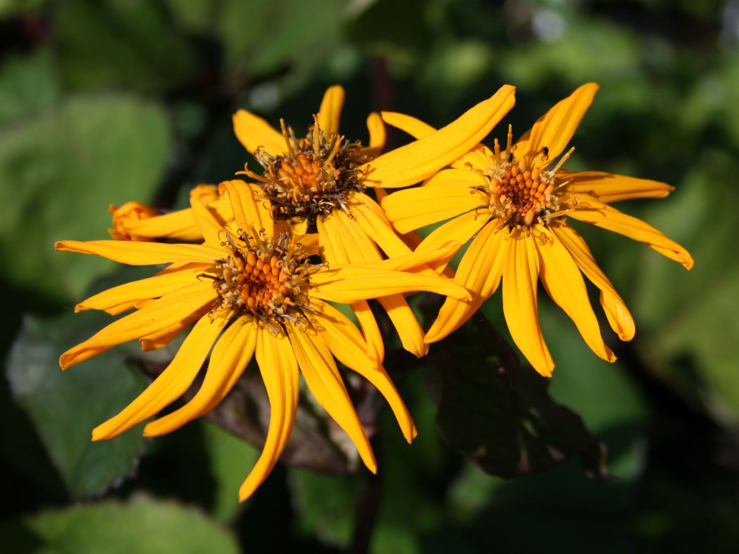 Rotblättriger Strauß-Goldkolben 'Moorblut' - Ligularia dentata 'Moorblut'