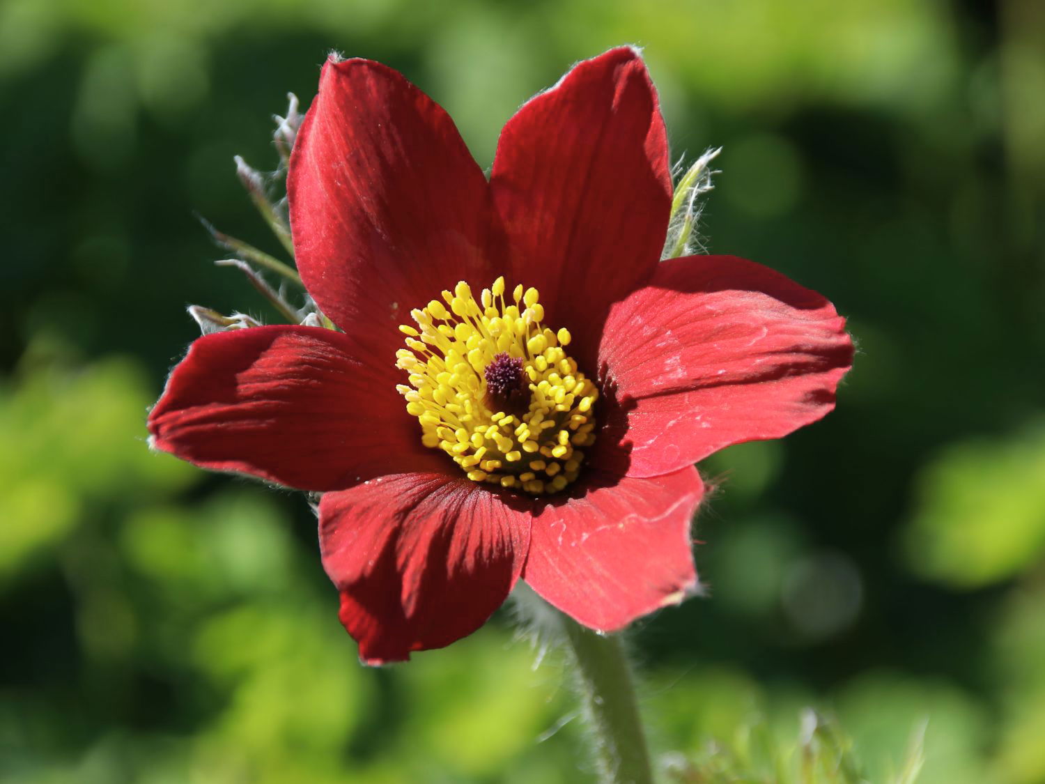 Rotblühende Kuhschelle 'Rubra'