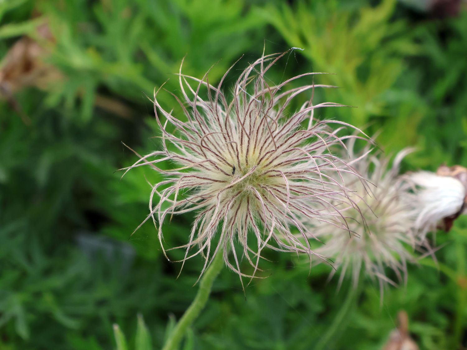 Rotblühende Kuhschelle 'Rubra' - Pulsatilla vulgaris 'Rubra'