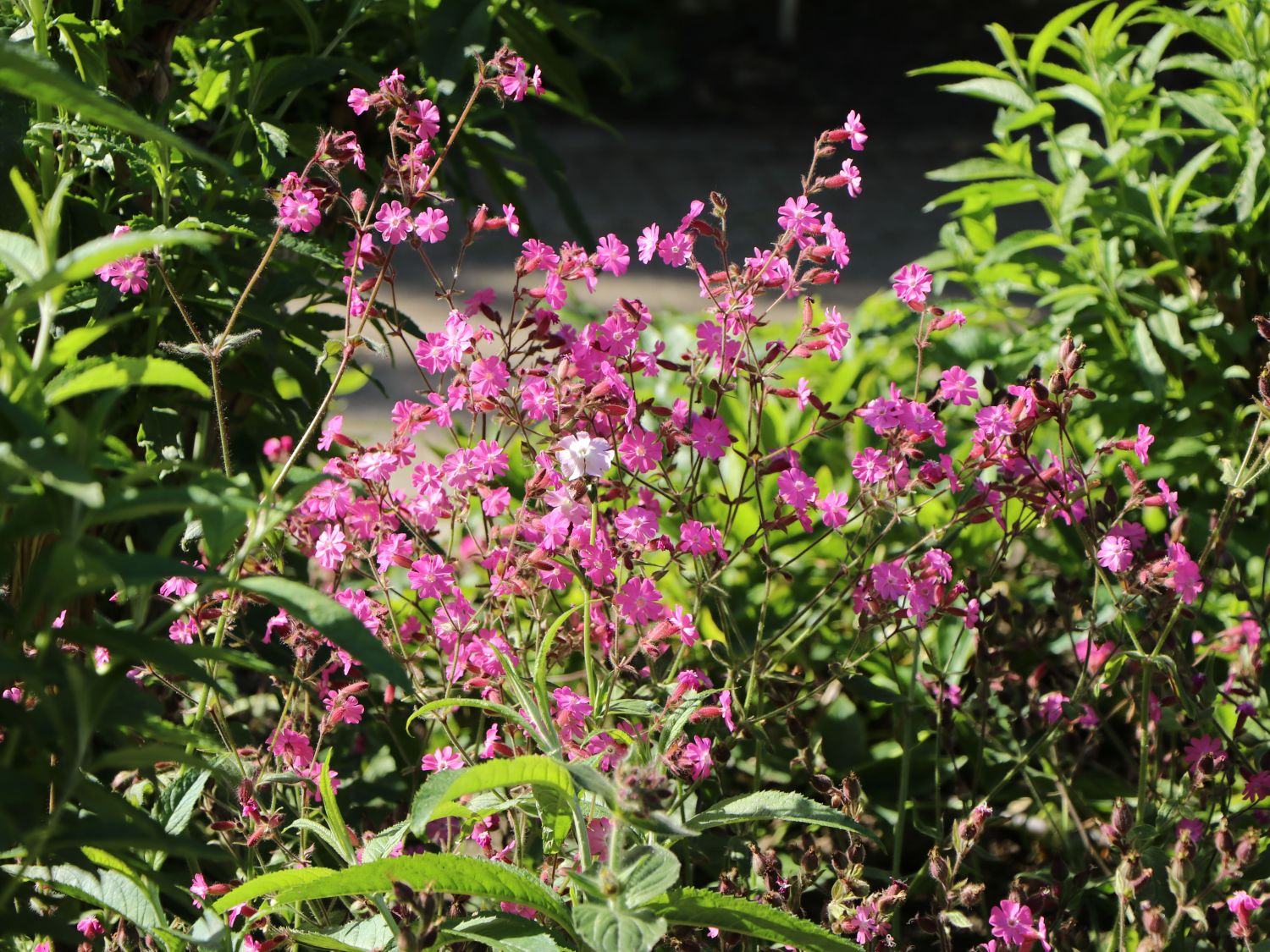 Rotblühende Lichtnelke