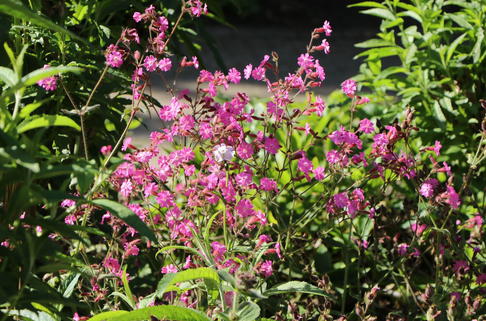 Rotblühende Lichtnelke - Silene dioica