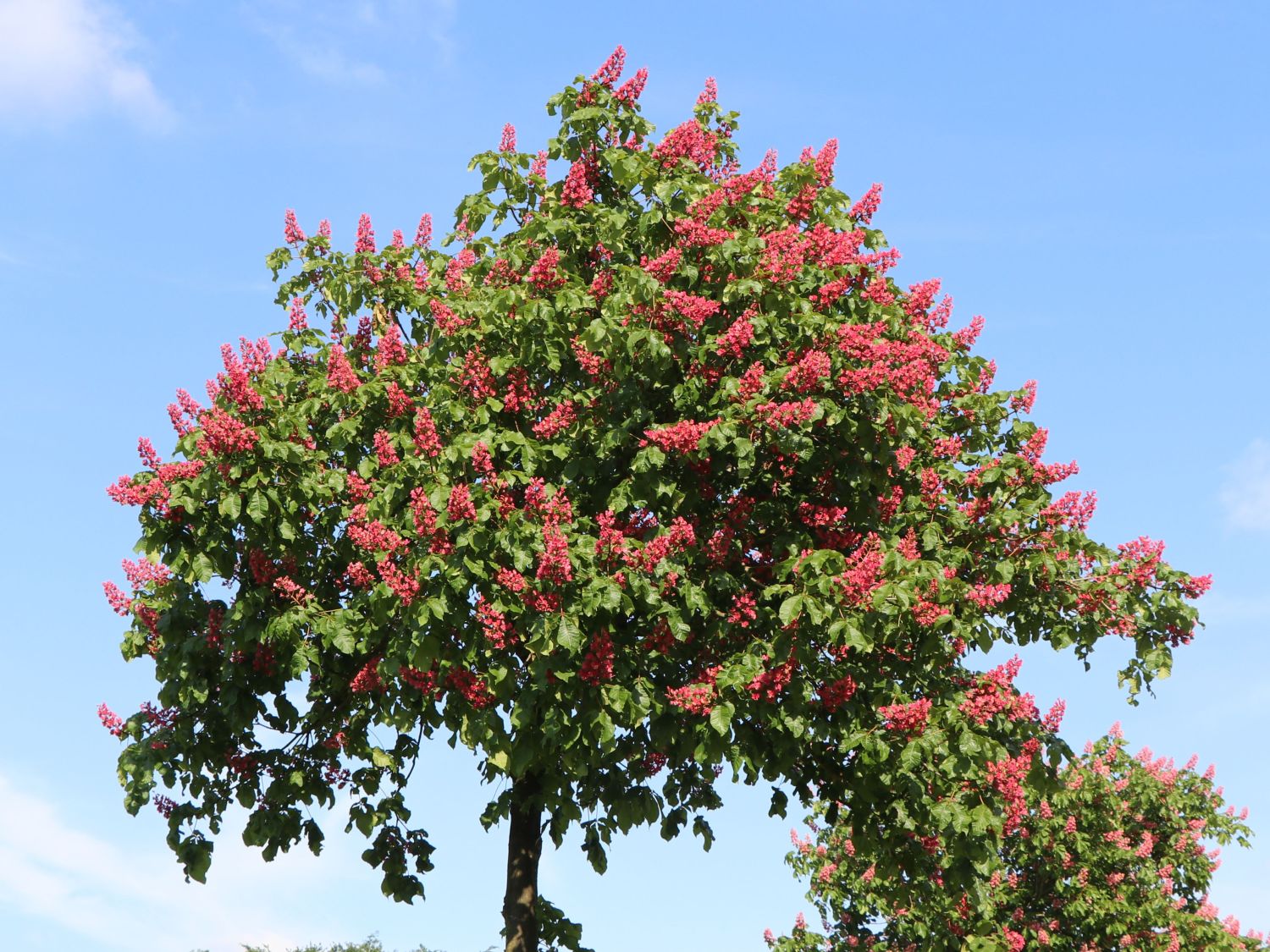 Rotblühende Roßkastanie / Edelkastanie
