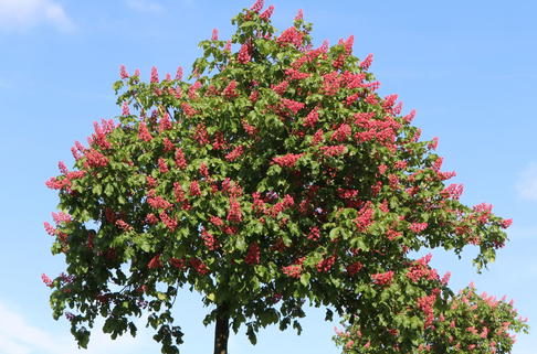 Rotblühende Roßkastanie / Edelkastanie - Aesculus carnea 'Briotii'