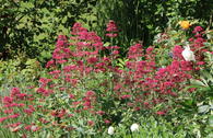 Rotblühende Spornblume 'Coccineus'