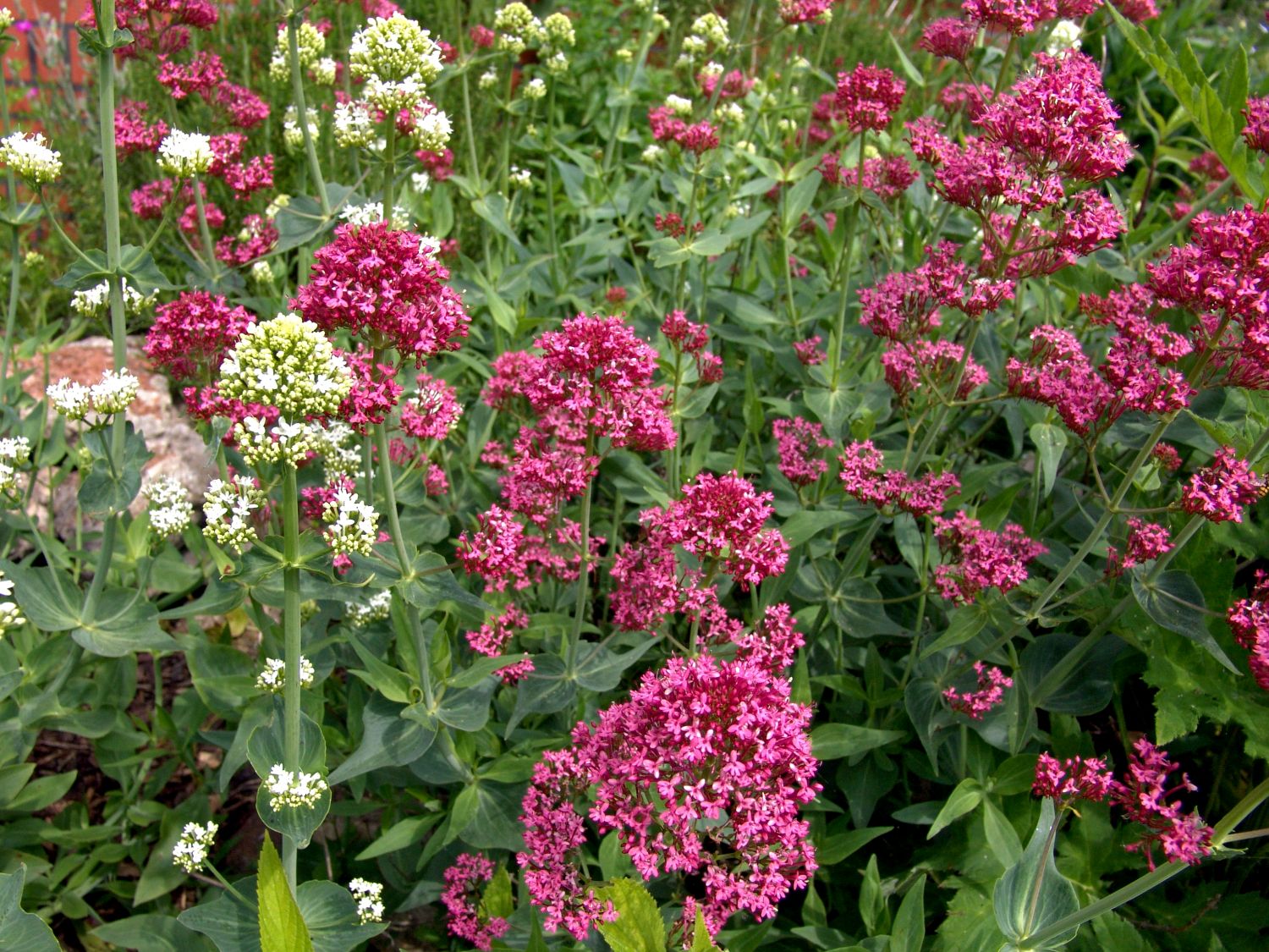 Spornblumen (Centranthus)