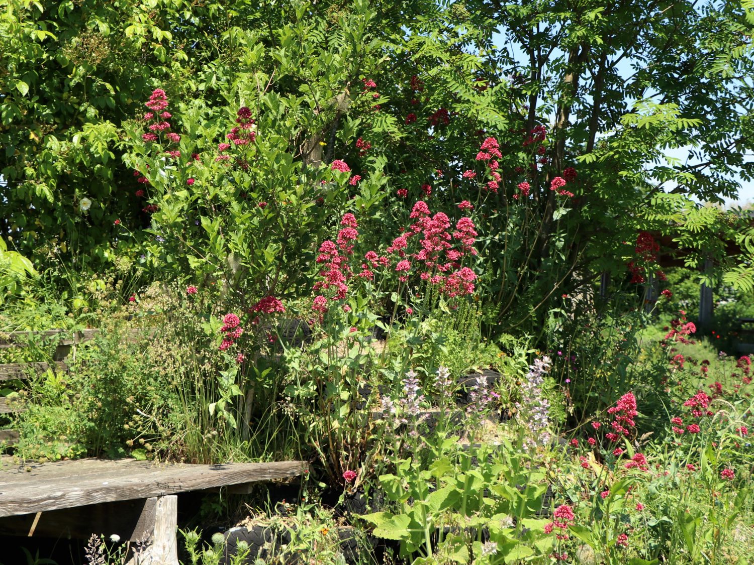Rotblühende Spornblume 'Rosenrot' - Centranthus ruber 'Rosenrot'