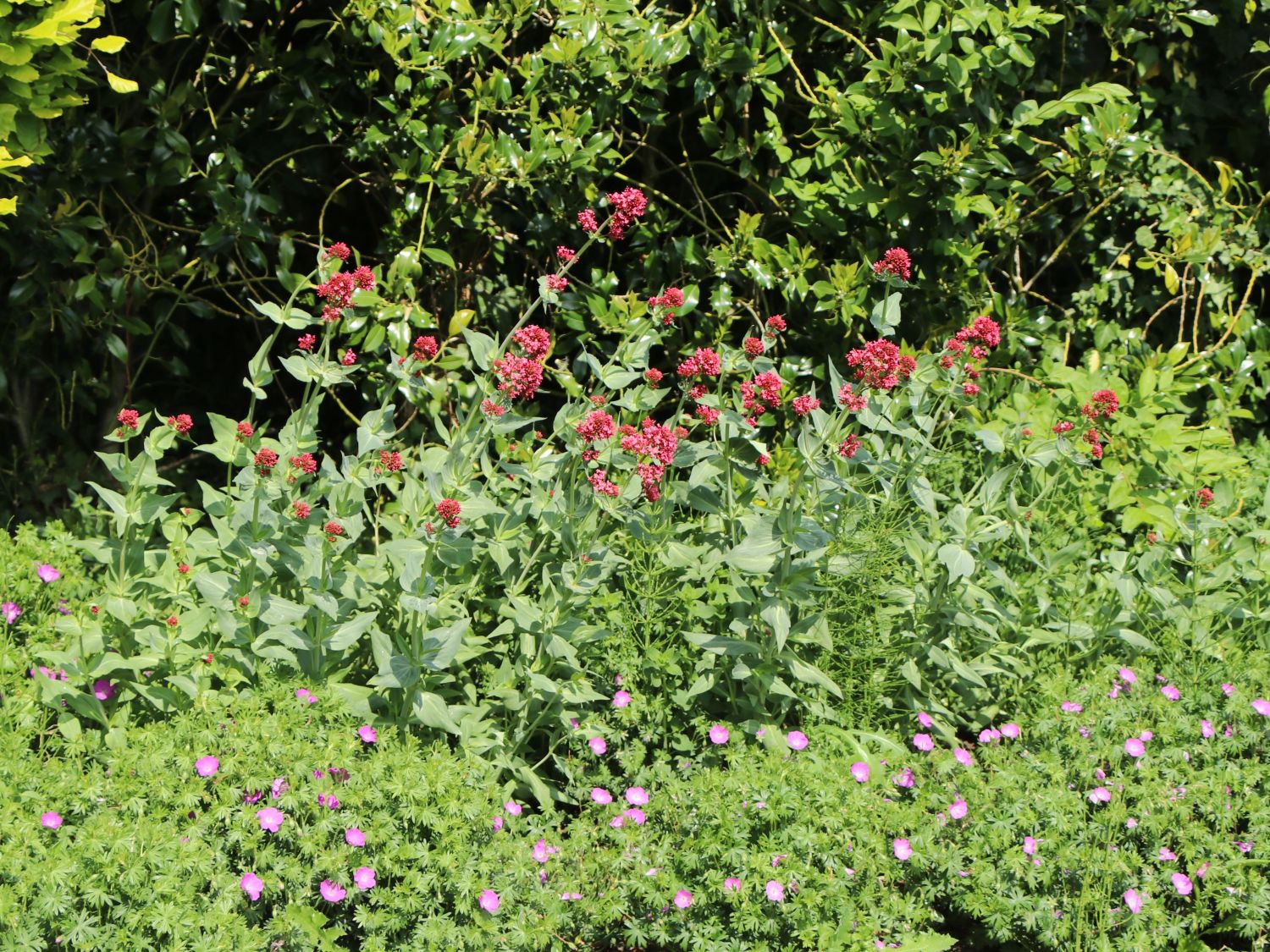 Rotblühende Spornblume 'Rosenrot' - Centranthus ruber 'Rosenrot'