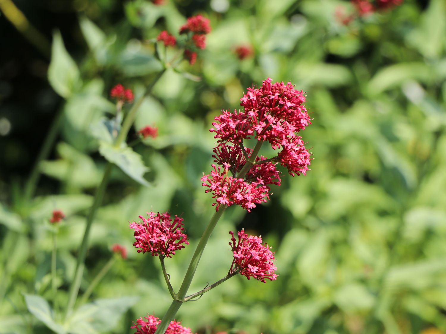 Rotblühende Spornblume 'Rosenrot' - Centranthus ruber 'Rosenrot'