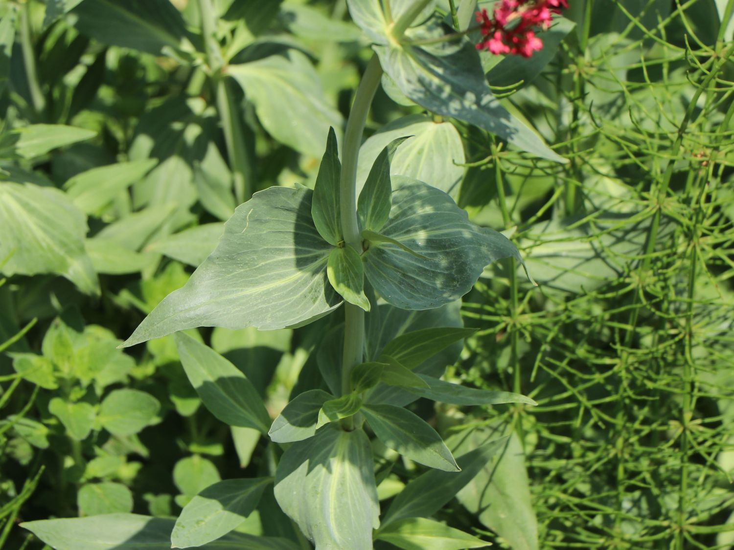 Rotblühende Spornblume 'Rosenrot' - Centranthus ruber 'Rosenrot'