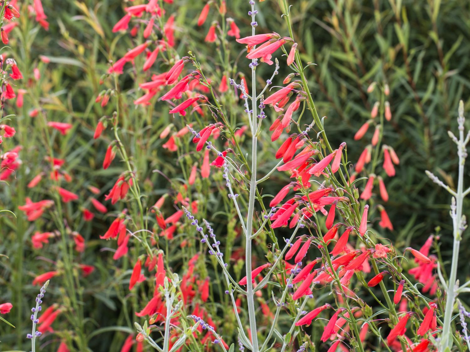 Bartfaden (Penstemon)